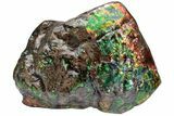 Iridescent Ammolite (Fossil Ammonite Shell) - Bite Marks! #222710-3